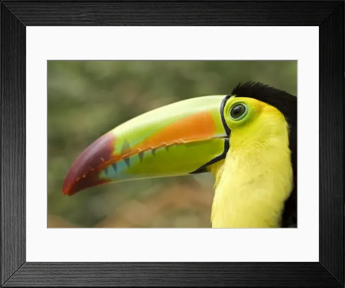 Framed Print : Honduras, Copan, Macaw Mountain Bird Park Framed Print : Honduras, Copan, Macaw Mountain Bird Park