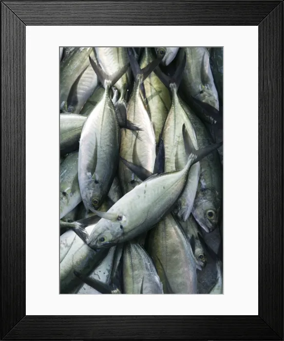 Framed Print : Mexico, Pacific Coast, Guerrero, Fish Framed Print : Mexico, Pacific Coast, Guerrero, Fish
