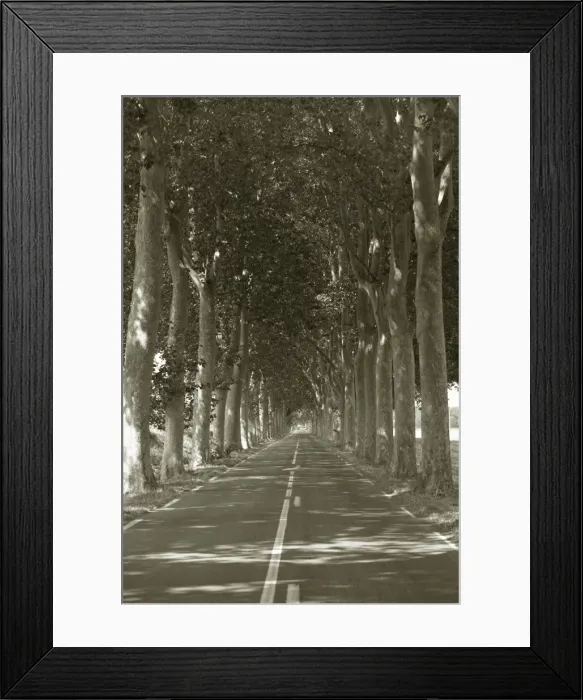 Framed Print : Tree Lined Country Road Framed Print : Tree Lined Country Road
