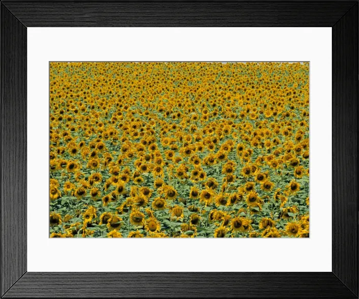 Framed Print : Sunflower Field Framed Print : Sunflower Field