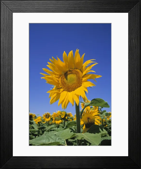 Framed Print : Sunflowers, France Framed Print : Sunflowers, France
