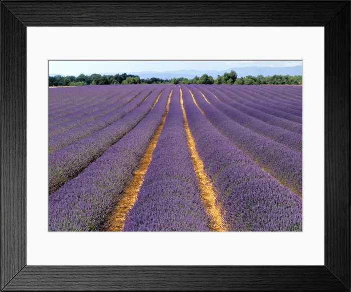 Framed Print : Lavender fields