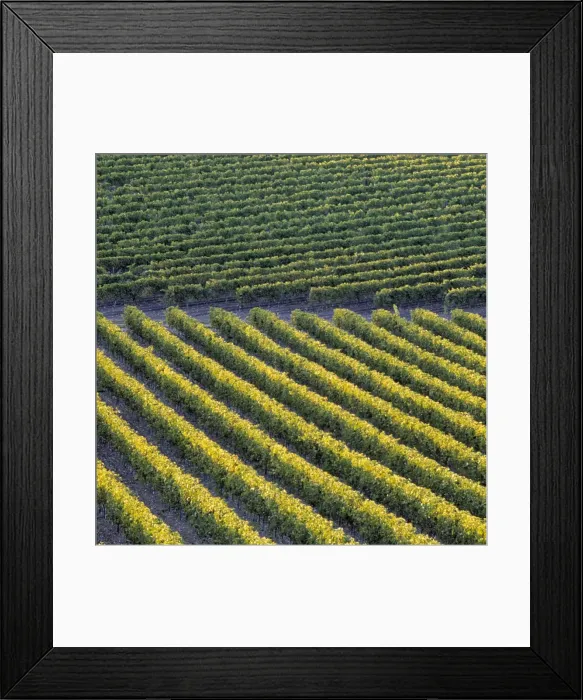 Framed Print : Vineyards, Cognac region Framed Print : Vineyards, Cognac region