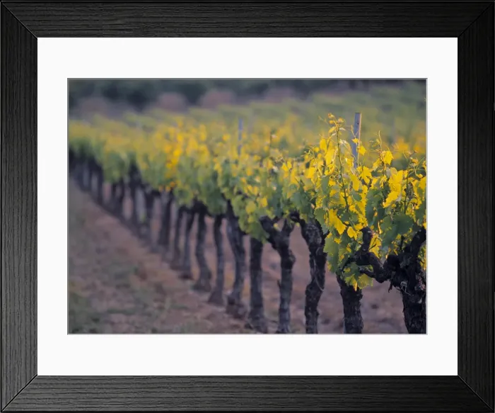 Framed Print : Vineyard, Provence Framed Print : Vineyard, Provence