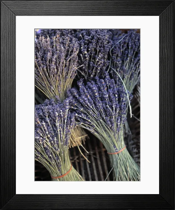 Framed Print : Lavender, Provence Framed Print : Lavender, Provence