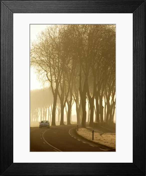 Framed Print : Tree lined country Road, Burgundy, France