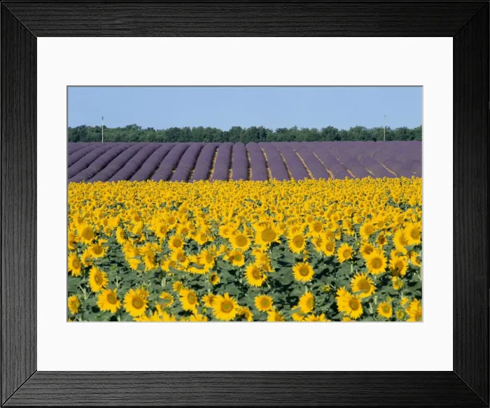 Framed Print : Sunflower fields Framed Print : Sunflower fields