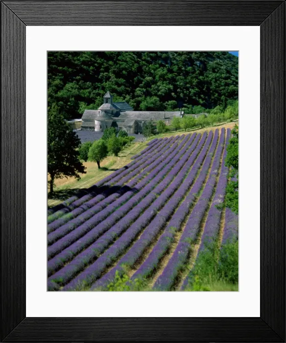 Framed Print : Senaque Abbey & Lavender Fields (Abbaye de Senanque) Framed Print : Senaque Abbey & Lavender Fields (Abbaye de Senanque)