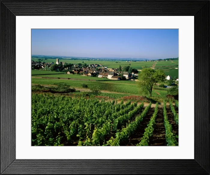 Framed Print : Village & Vineyards Framed Print : Village & Vineyards