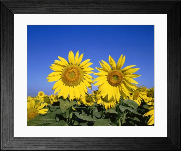 Framed Print : France, Provence Framed Print : France, Provence