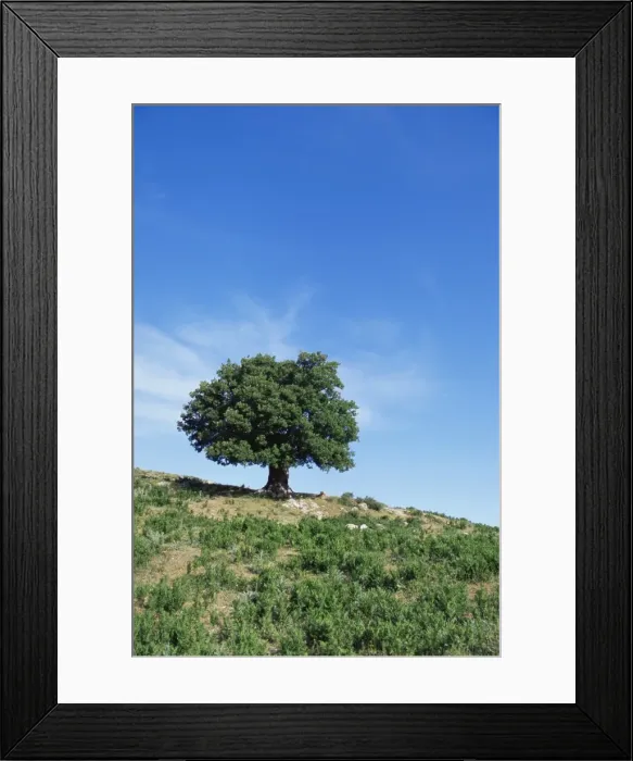 Framed Print : Olive tree Framed Print : Olive tree