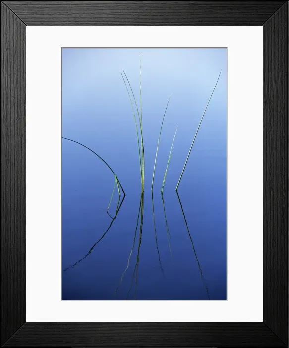 Framed Print : Reeds reflected in water Framed Print : Reeds reflected in water