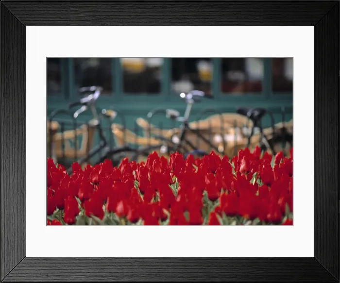 Framed Print : Tulips, Amsterdam Framed Print : Tulips, Amsterdam