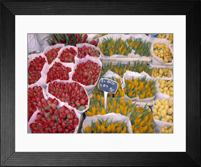 Framed Print : Tulips at Flower market Framed Print : Tulips at Flower market
