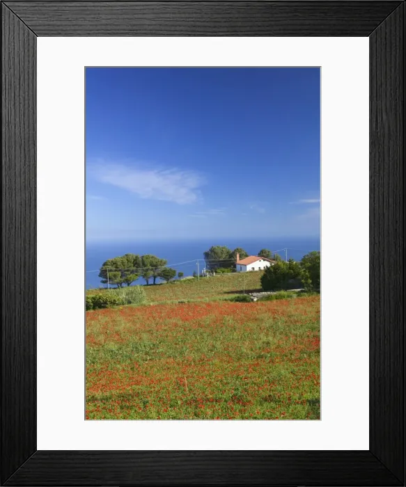 Framed Print : Poppy field nr Framed Print : Poppy field nr