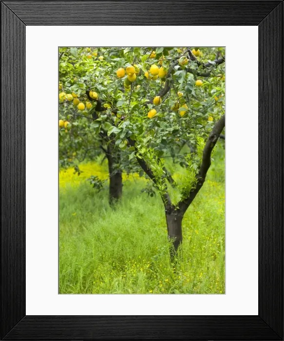 Framed Print : Lemon Grove, Sorrento, Campania, Italy Framed Print : Lemon Grove, Sorrento, Campania, Italy