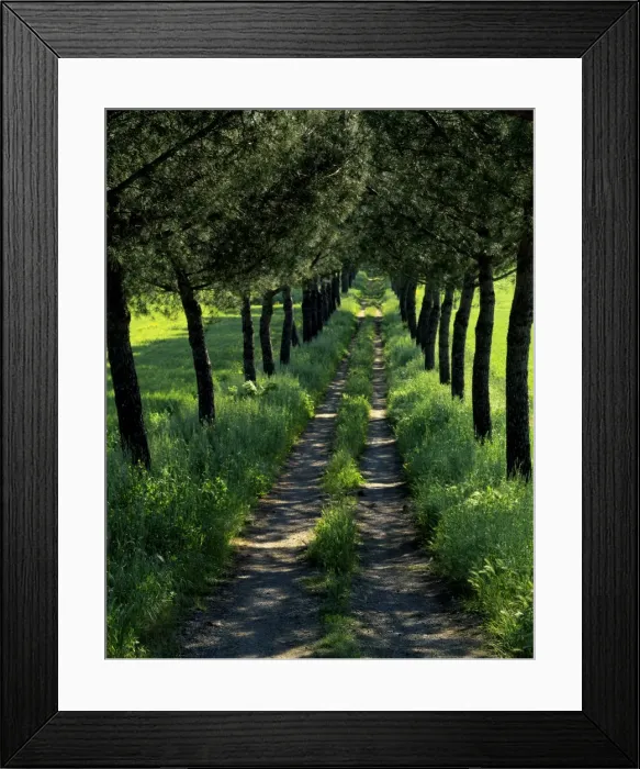 Framed Print : Dirt track passes between an avenue of Parasol pines in rural Tuscany Framed Print : Dirt track passes between an avenue of Parasol pines in rural Tuscany