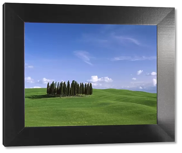 Val d Orcia  /  Countryside View  /  Green Grass & Cypress Trees