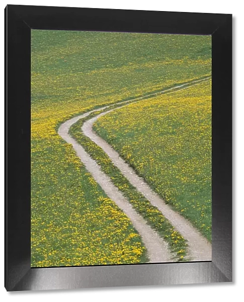 Rural Road  /  Track with Yellow Wild Flowers