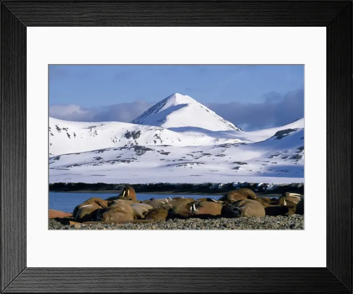 Framed Print : Walrus haul-out, Prins Karls Forland