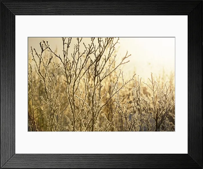 Framed Print : Sunrise over frozen birch forest in the Arctic Circle Framed Print : Sunrise over frozen birch forest in the Arctic Circle