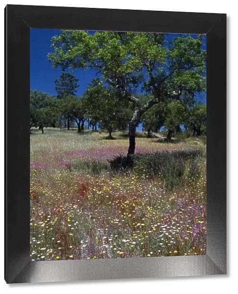 A young cork tree in a field of wild flowers