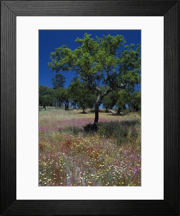Framed Print : A young cork tree in a field of wild flowers Framed Print : A young cork tree in a field of wild flowers