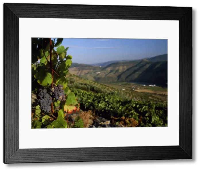 Framed Print : Grapes and vines in the Douro Valley above Framed Print : Grapes and vines in the Douro Valley above