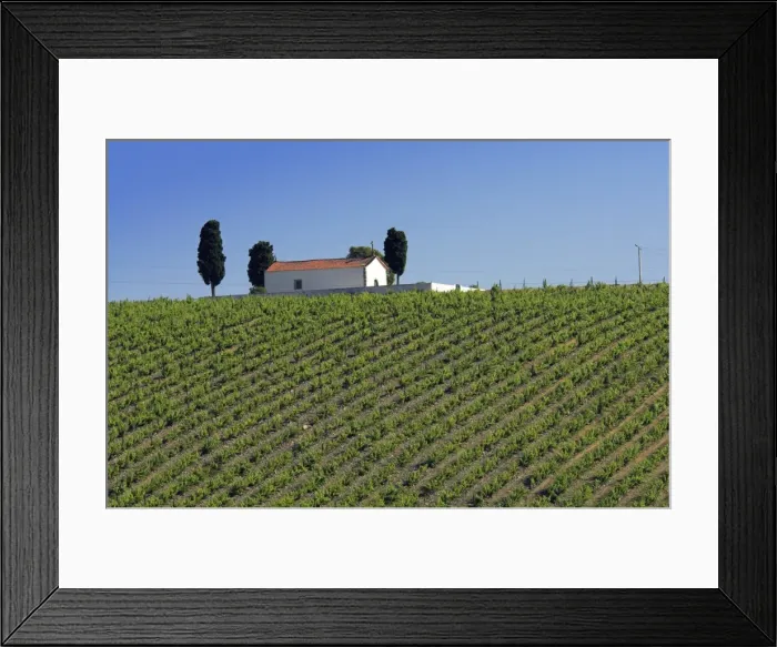 Framed Print : Chapel and vineyards Framed Print : Chapel and vineyards