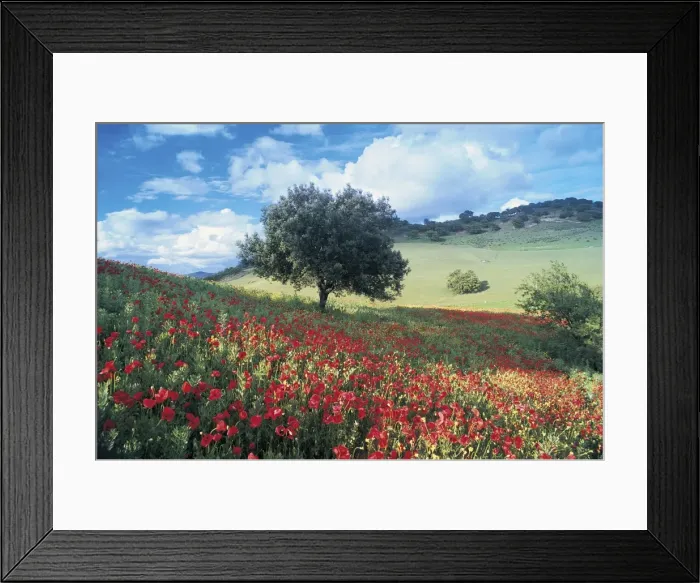 Framed Print : Poppies and Tree Framed Print : Poppies and Tree