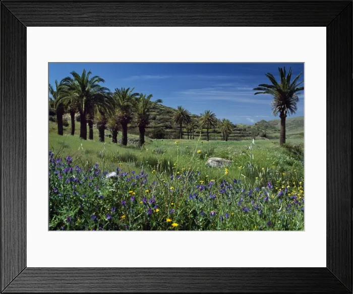 Framed Print : Wild spring flowers flank palm groves and terraced fields on La Gomera Framed Print : Wild spring flowers flank palm groves and terraced fields on La Gomera