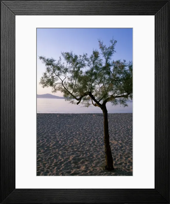 Framed Print : A tree on the beach at dawn at Port de Pollenca Framed Print : A tree on the beach at dawn at Port de Pollenca