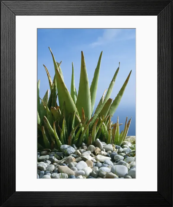 Framed Print : Aloe vera plant planted in pebbles Framed Print : Aloe vera plant planted in pebbles