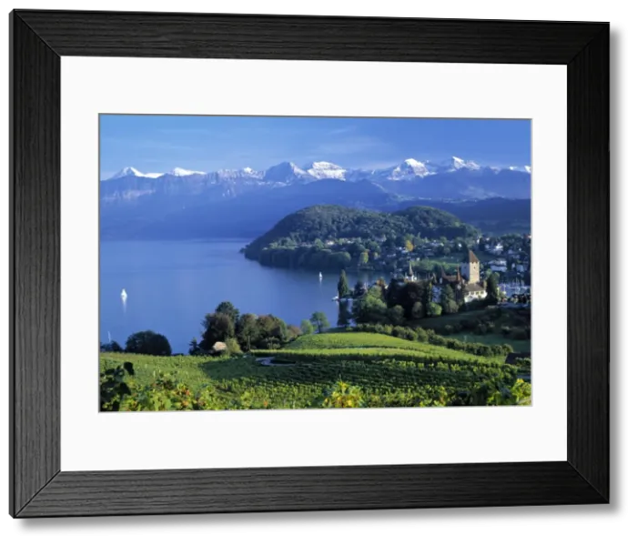 Framed Print : Spiez, Lake Thun Framed Print : Spiez, Lake Thun