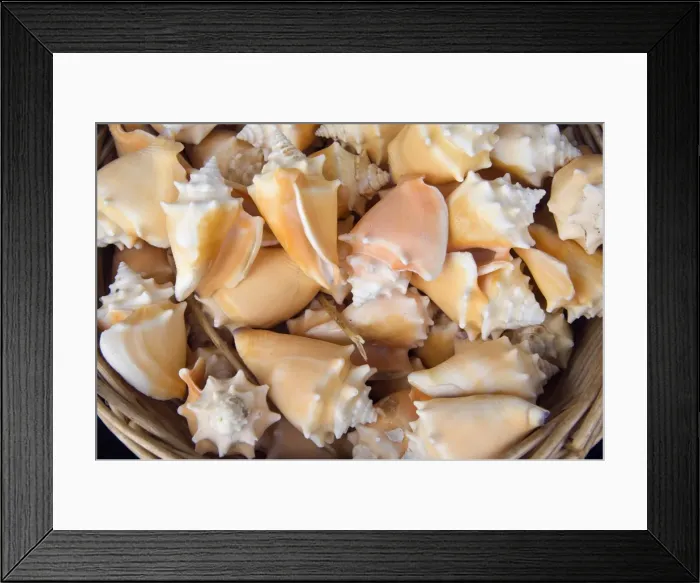 Framed Print : A basket of sea shells for sale at a shop in St Ives Framed Print : A basket of sea shells for sale at a shop in St Ives