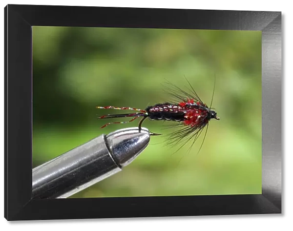 UK. A trout fishing fly simulating a nymph secured in a fly-tying vice
