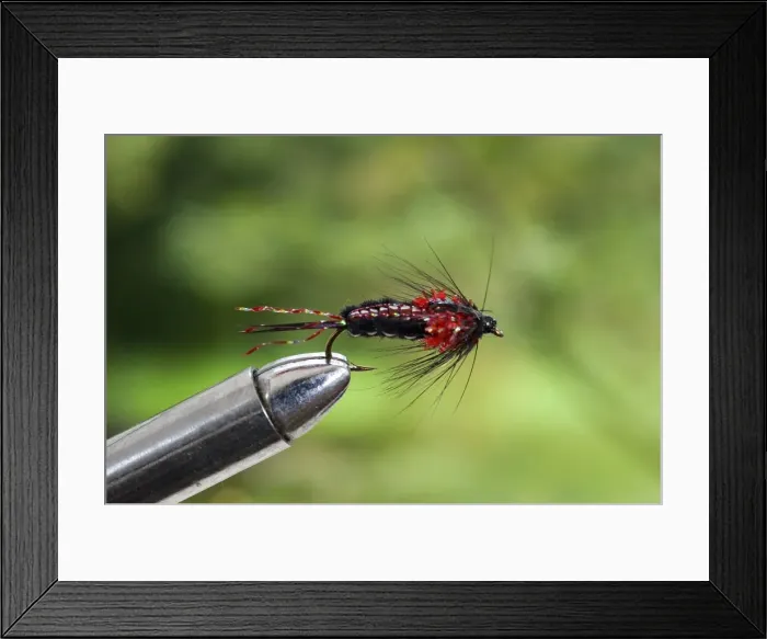 Framed Print : UK. A trout fishing fly simulating a nymph secured in a fly-tying vice Framed Print : UK. A trout fishing fly simulating a nymph secured in a fly-tying vice