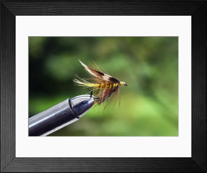 Framed Print : UK. A trout fishing wet fly known as an Invicta secured in a fly-tying vice Framed Print : UK. A trout fishing wet fly known as an Invicta secured in a fly-tying vice