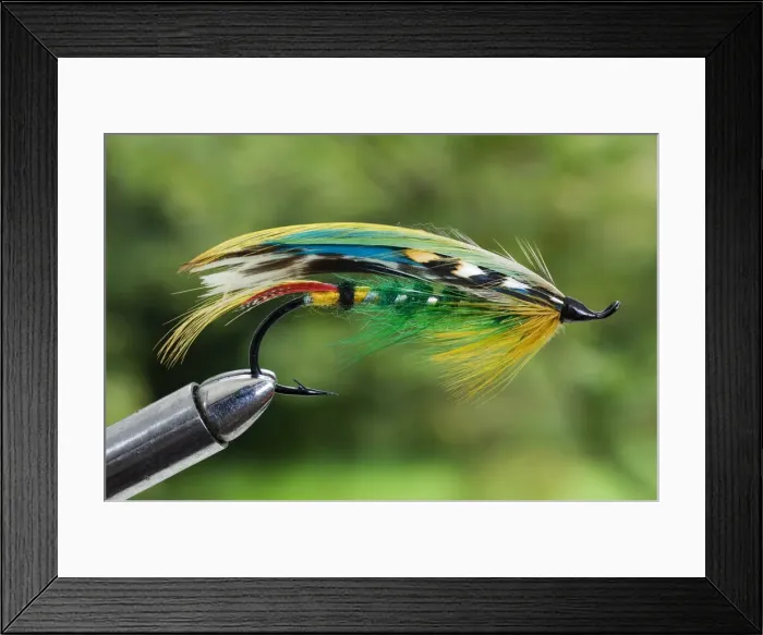 Framed Print : UK. A traditional salmon fishing fly called a Green Highlander Framed Print : UK. A traditional salmon fishing fly called a Green Highlander