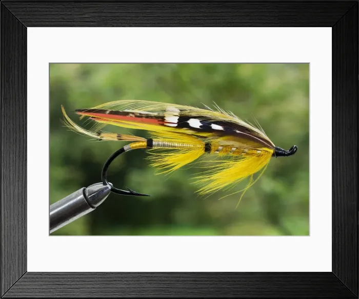 Framed Print : UK. A traditional salmon fishing fly Framed Print : UK. A traditional salmon fishing fly