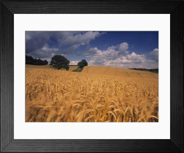 Framed Print : Wheat field
