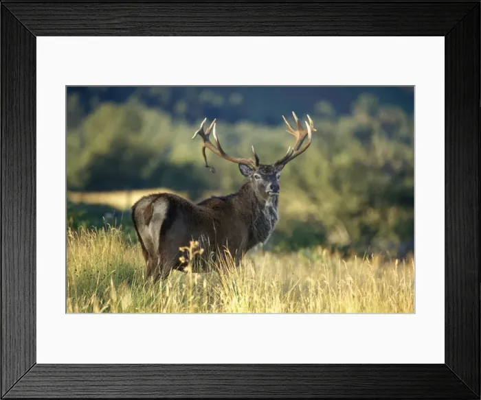 Framed Print : Red deer stag Framed Print : Red deer stag