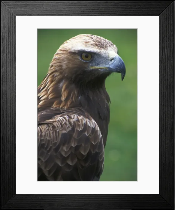 Framed Print : Golden Eagle