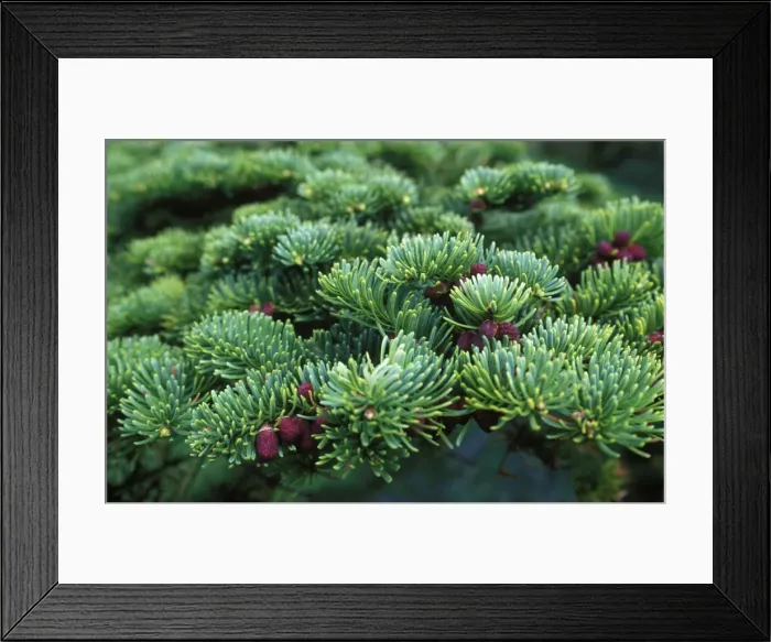 Framed Print : Detail of pine needles and fir cones on a pine tree Framed Print : Detail of pine needles and fir cones on a pine tree