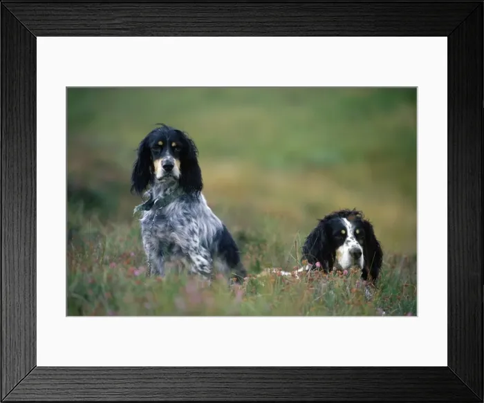Framed Print : English setters on the moor Framed Print : English setters on the moor