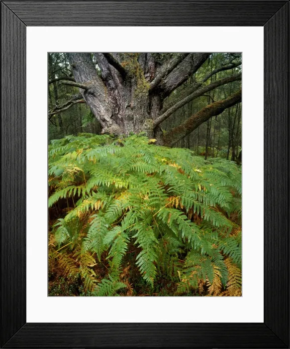 Framed Print : The Black Wood of Rannoch Framed Print : The Black Wood of Rannoch