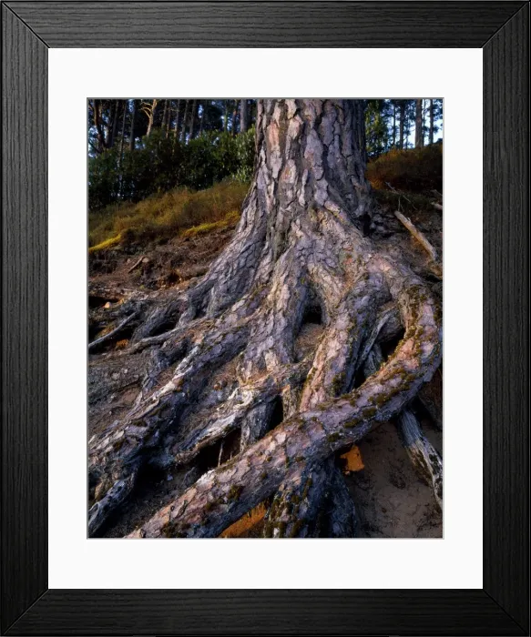 Framed Print : Scots Pine at Glenferness
