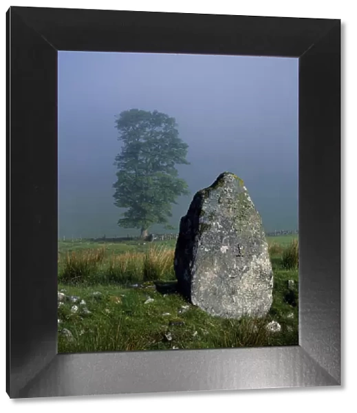 Standing stone and Oak tree