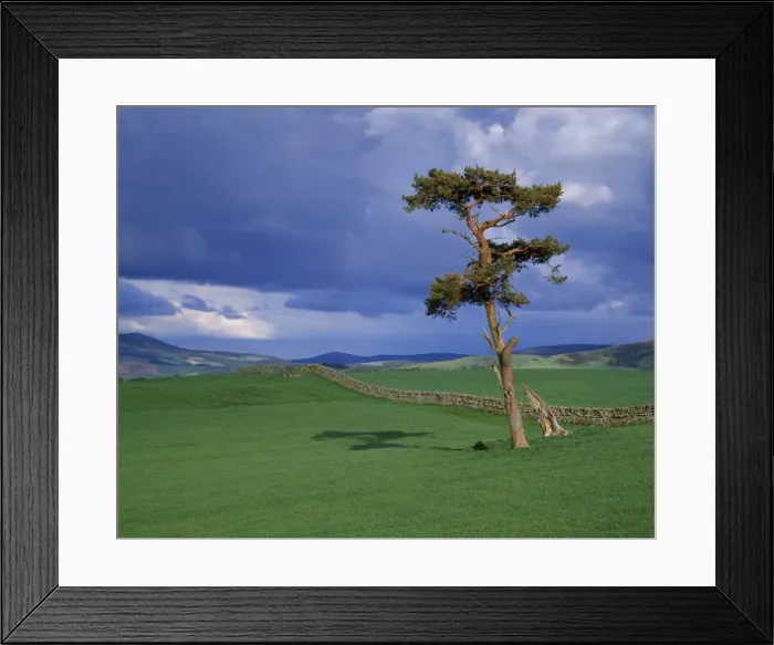 Framed Print : Scots Pine near Peebles Framed Print : Scots Pine near Peebles