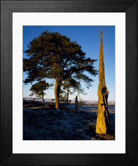 Framed Print : Dead tree on Greenlaw Moor Framed Print : Dead tree on Greenlaw Moor